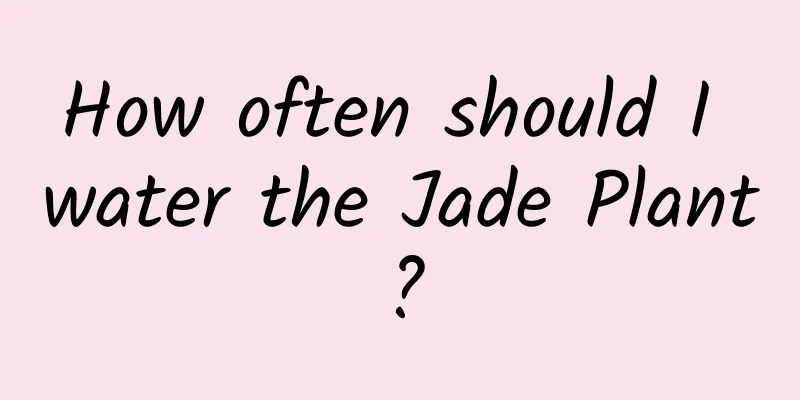 How often should I water the Jade Plant?