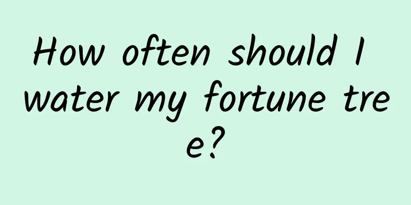 How often should I water my fortune tree?