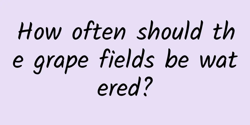How often should the grape fields be watered?