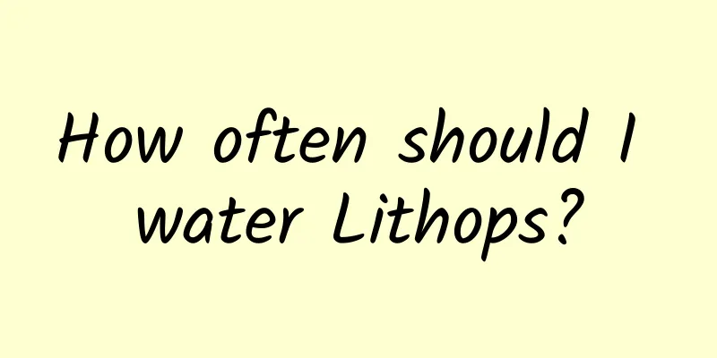 How often should I water Lithops?