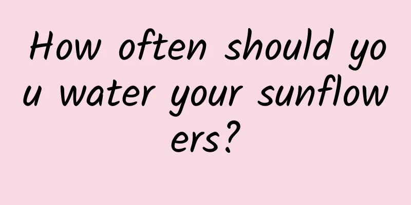 How often should you water your sunflowers?