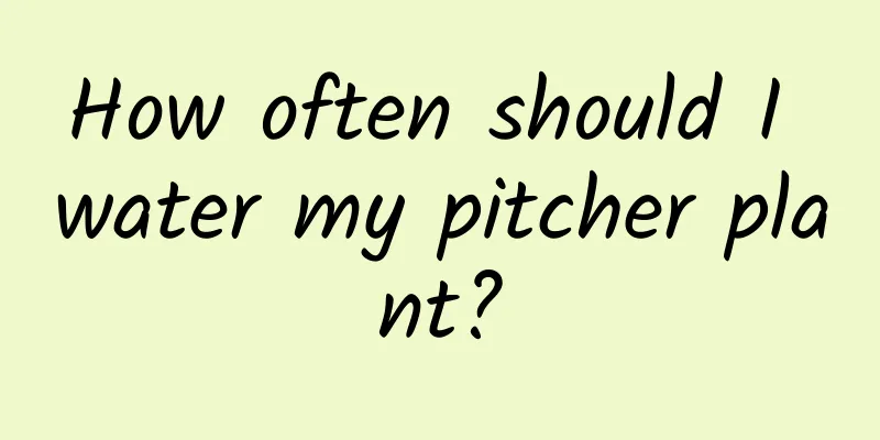 How often should I water my pitcher plant?