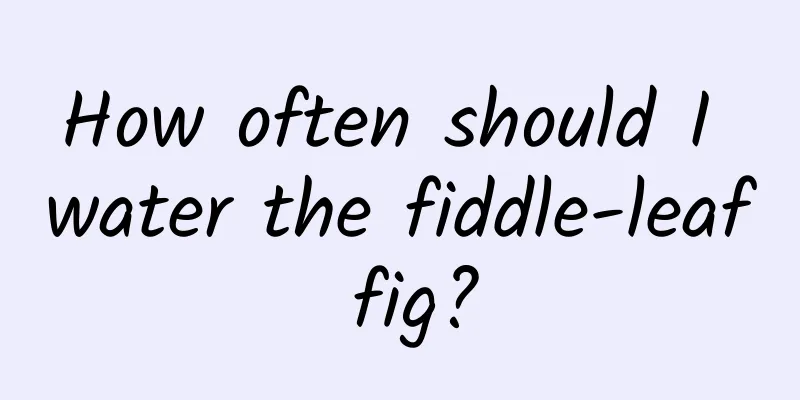 How often should I water the fiddle-leaf fig?