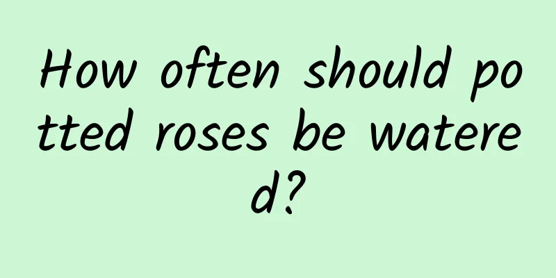 How often should potted roses be watered?