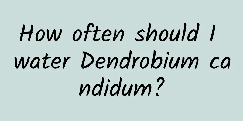 How often should I water Dendrobium candidum?