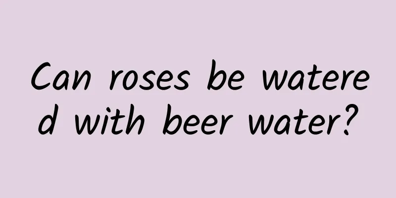 Can roses be watered with beer water?