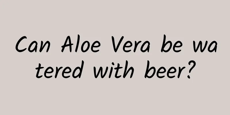 Can Aloe Vera be watered with beer?