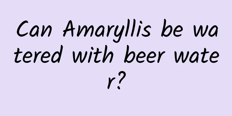 Can Amaryllis be watered with beer water?