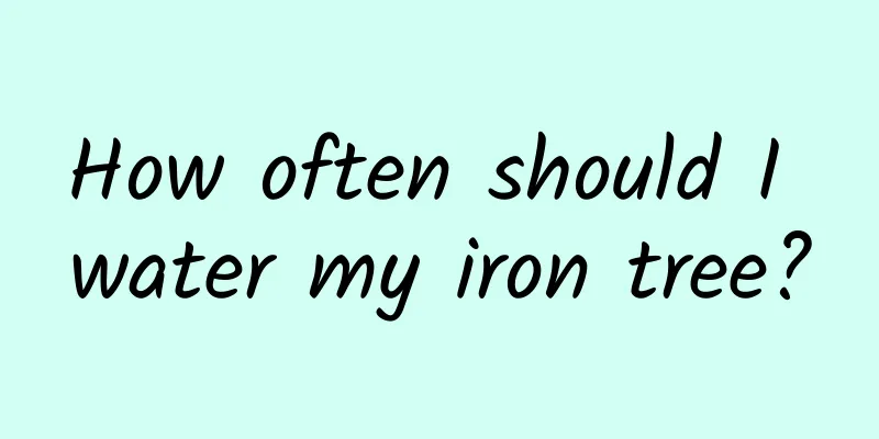 How often should I water my iron tree?