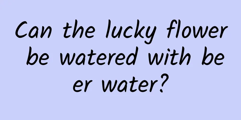 Can the lucky flower be watered with beer water?