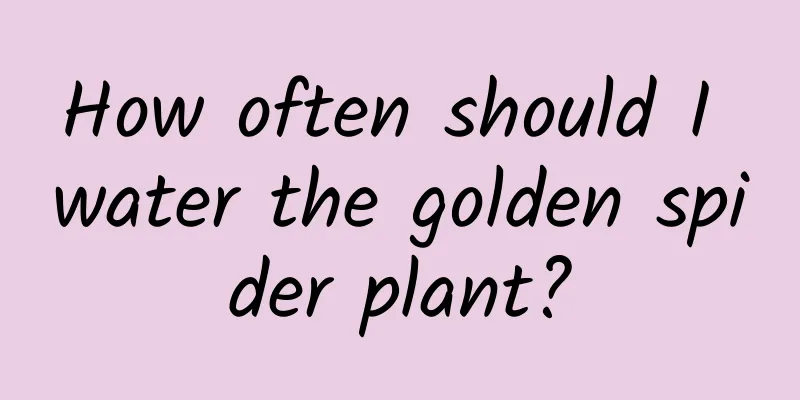 How often should I water the golden spider plant?