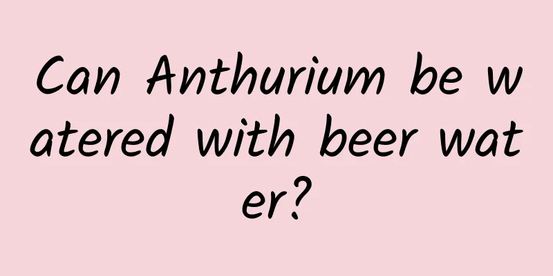 Can Anthurium be watered with beer water?