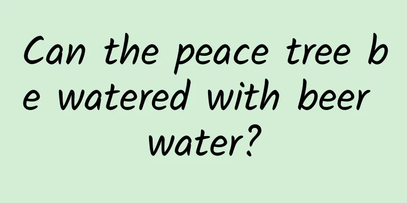 Can the peace tree be watered with beer water?