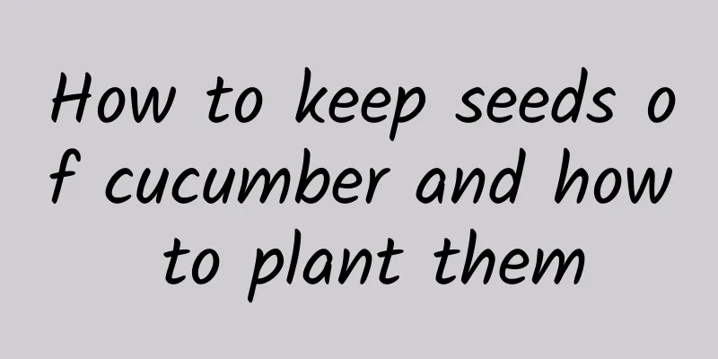 How to keep seeds of cucumber and how to plant them
