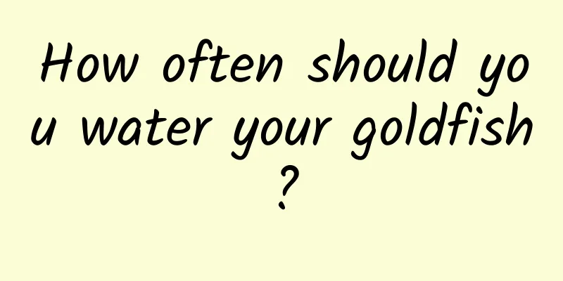How often should you water your goldfish?