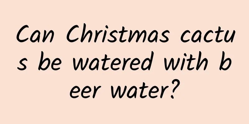Can Christmas cactus be watered with beer water?
