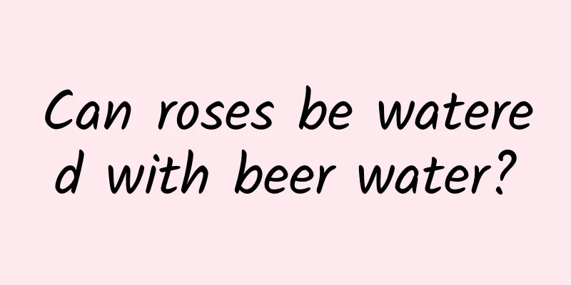 Can roses be watered with beer water?