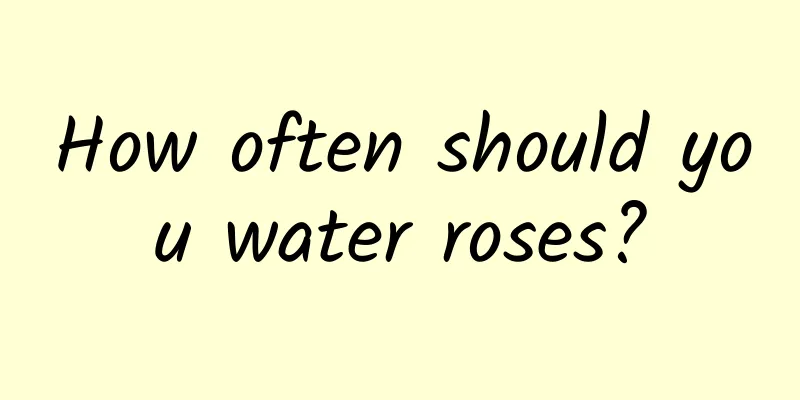 How often should you water roses?