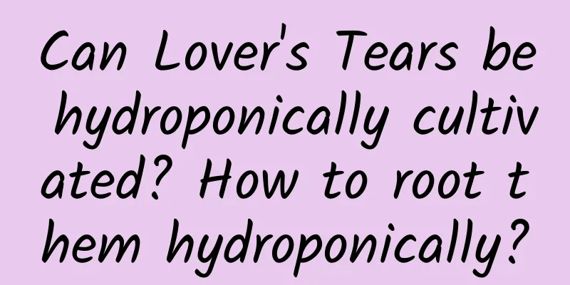 Can Lover's Tears be hydroponically cultivated? How to root them hydroponically?