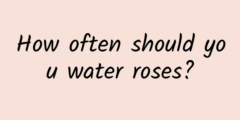 How often should you water roses?