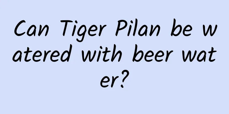 Can Tiger Pilan be watered with beer water?