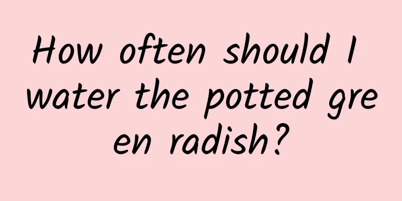 How often should I water the potted green radish?