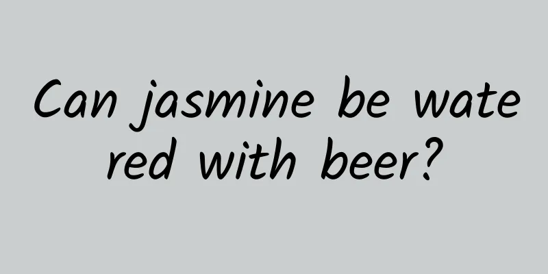 Can jasmine be watered with beer?