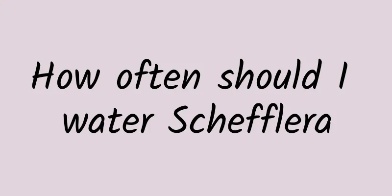 How often should I water Schefflera