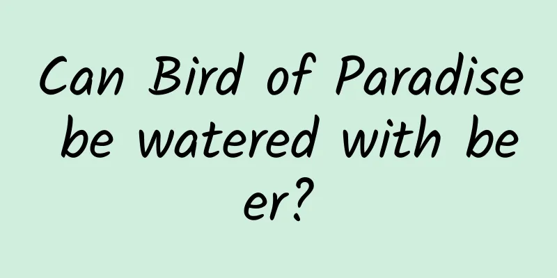 Can Bird of Paradise be watered with beer?