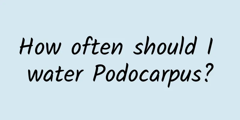 How often should I water Podocarpus?