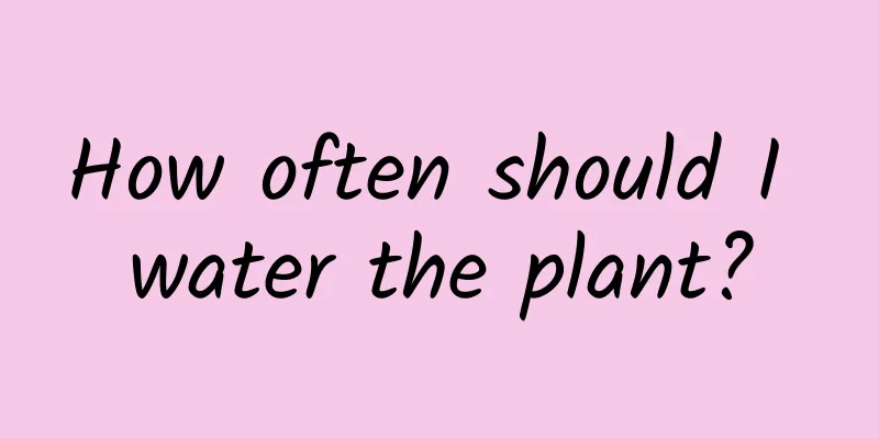 How often should I water the plant?
