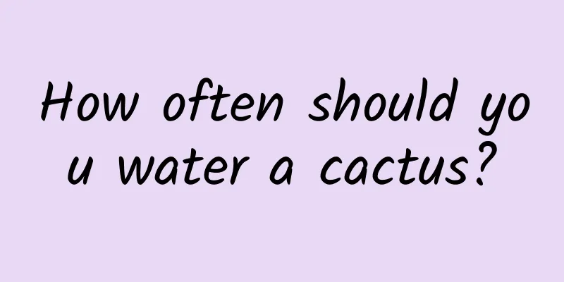 How often should you water a cactus?