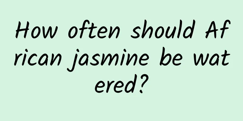 How often should African jasmine be watered?