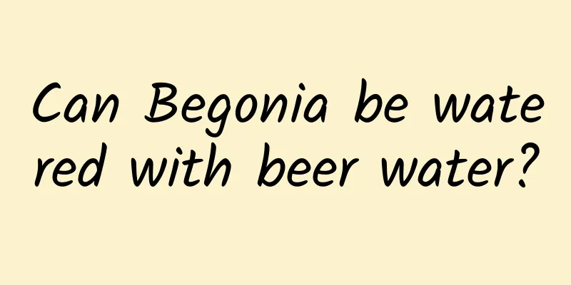 Can Begonia be watered with beer water?