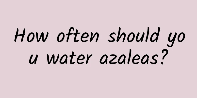 How often should you water azaleas?