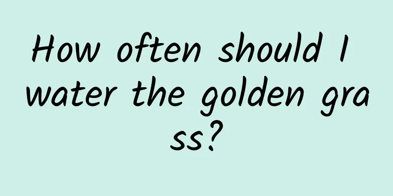 How often should I water the golden grass?
