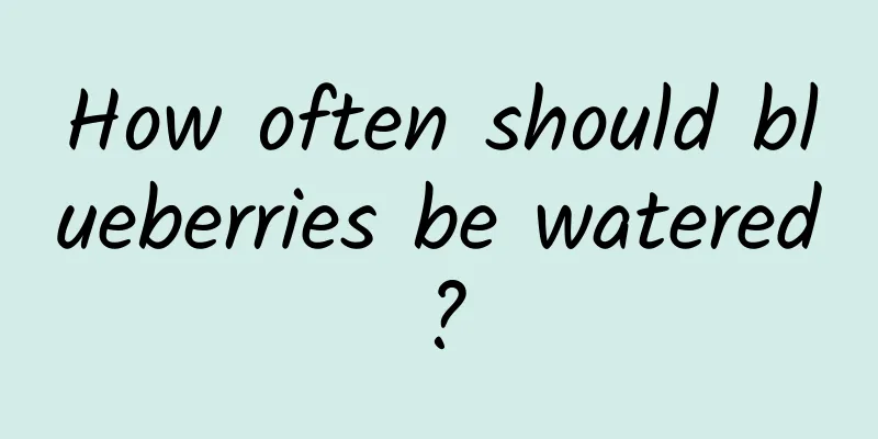 How often should blueberries be watered?