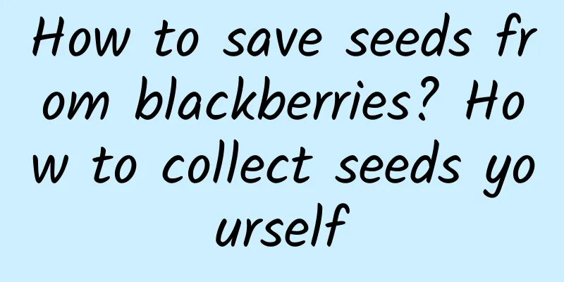 How to save seeds from blackberries? How to collect seeds yourself