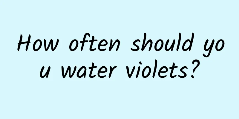 How often should you water violets?