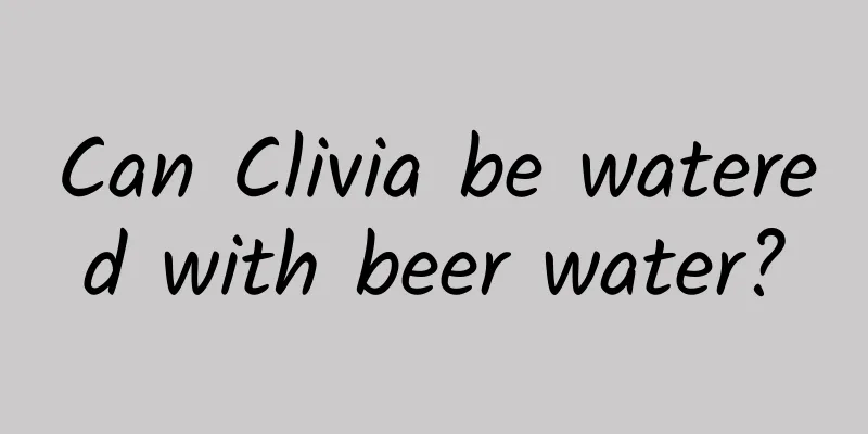 Can Clivia be watered with beer water?