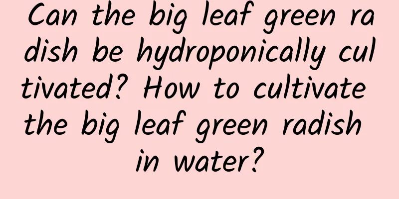 Can the big leaf green radish be hydroponically cultivated? How to cultivate the big leaf green radish in water?