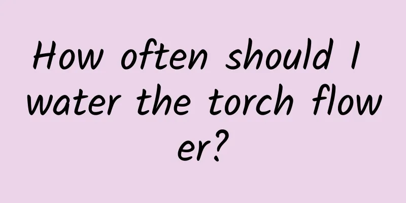 How often should I water the torch flower?