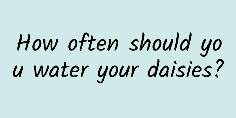 How often should you water your daisies?