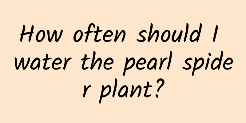 How often should I water the pearl spider plant?