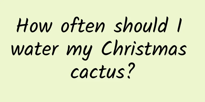 How often should I water my Christmas cactus?