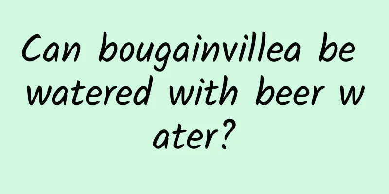 Can bougainvillea be watered with beer water?
