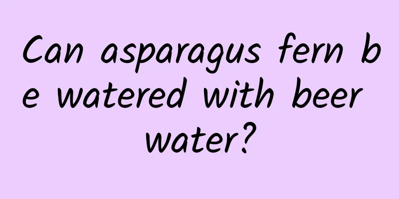 Can asparagus fern be watered with beer water?