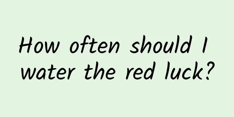 How often should I water the red luck?