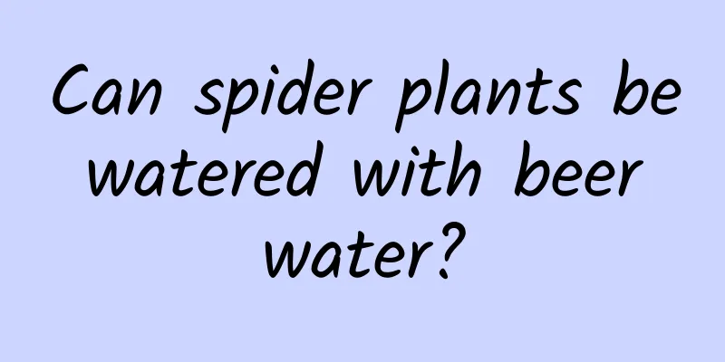 Can spider plants be watered with beer water?