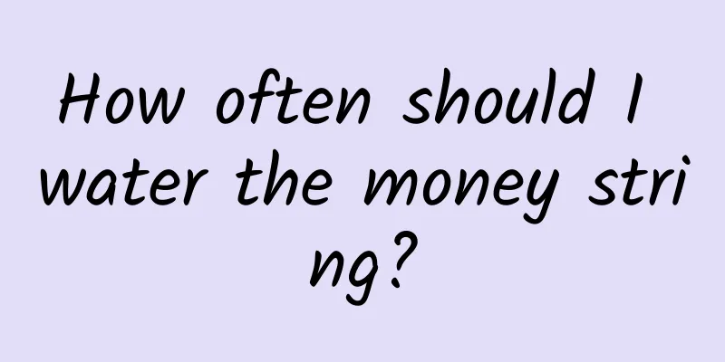 How often should I water the money string?